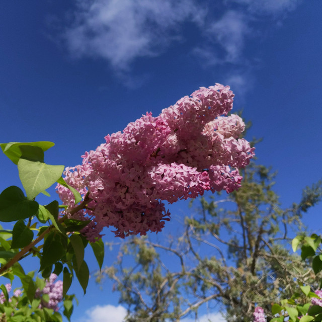 A large cluster of lilac flowers at the tip of a lone branch. The view is looking up towards the sky which is blue with a little wispy cloud. The cluster of flowers is extending towards the right, it is weighted down from being wet from rain.