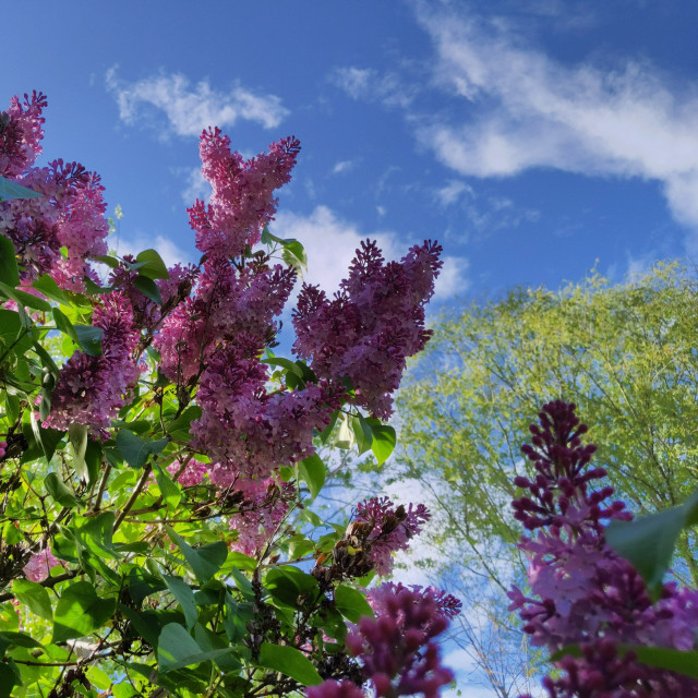 A cropped photo of lilac blooms looking up towards the sky. They are shaded by the lilac shrub. The sky is blue with a few light wispy clouds. A very tall cottonwood type tree is near the right center of the photo.
