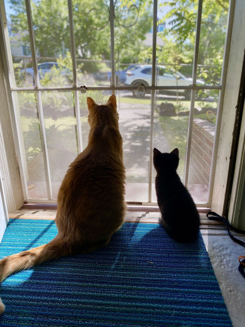A large orange cat and a smaller black kitten sitting at a screen door watching the street in front of them.