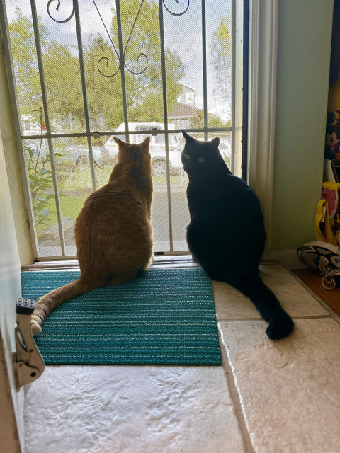 Equally sized orange and black cats (the same ones from the previous photo, a year and a half later), watch the same street through the same screen door.