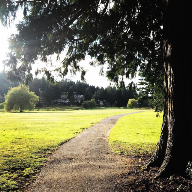 Photo of a paved path through a western Washington golf course under a large hemlock tree.
