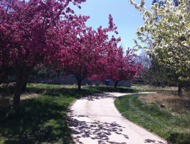Photo of a paved path in Boulder, Colorado that travels between flowering pink plum trees on the left and white apple trees on the right. 