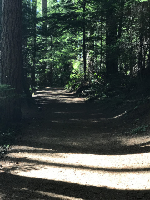 Photo of a groomed, natural trail traveling through an evergreen forest in western Washington.