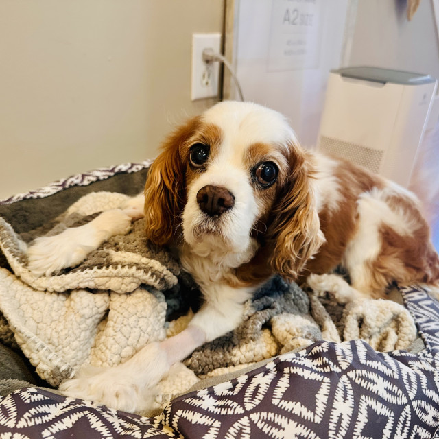 A senior Cavalier dog looking annoyed to being in her bed 
