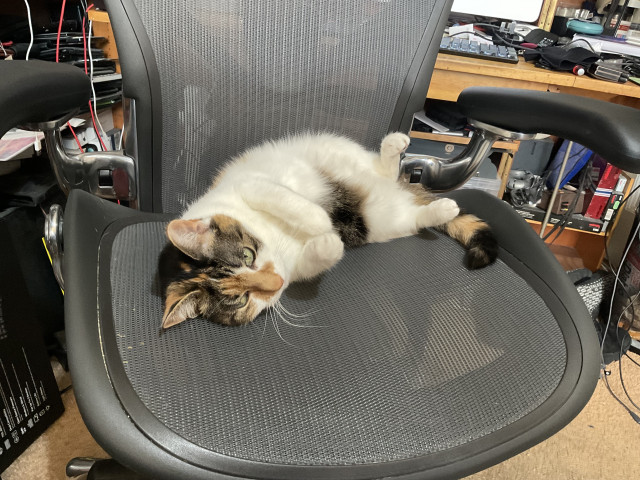 A small tortoiseshell cat with a white belly sprawling on her back on an office chair