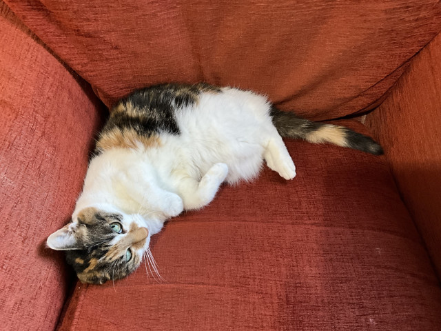 A small tortoiseshell cat with a white belly sprawling on her side on a red armchair