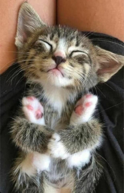 Tiny kitten hugging its own feet.