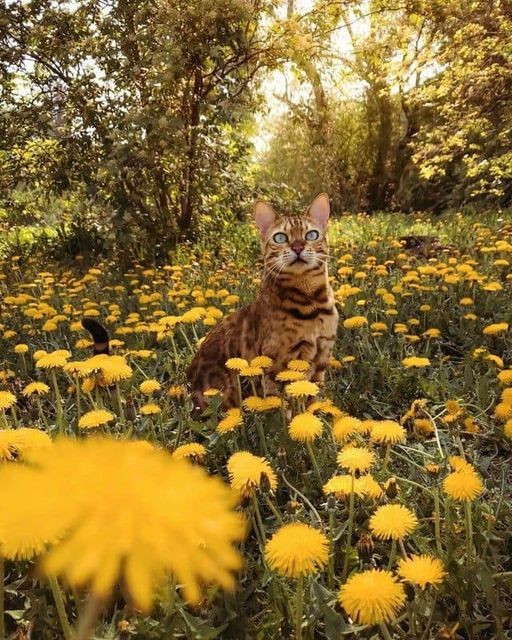 Cat in a field of Dandelions probably plotting something. Abominations about and mercy and serenity leave your soul.