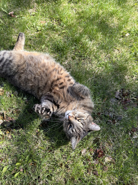 My cat Bette on her back in the grass 