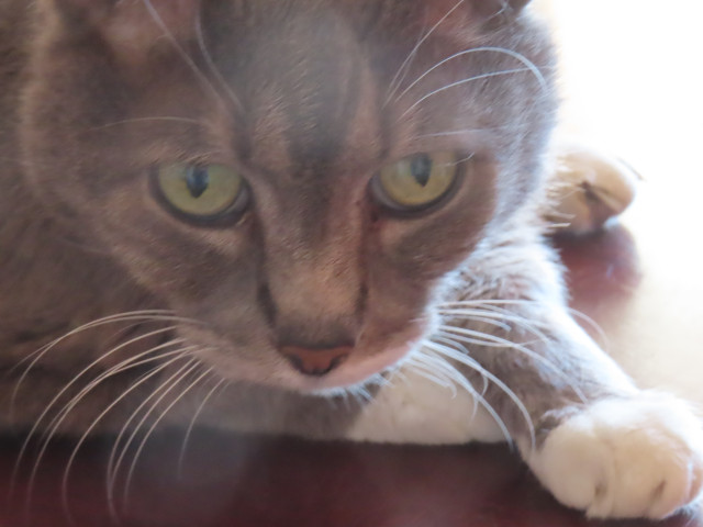 Close up of the face and white-booted front paws of a gray cat with green eyes. 
