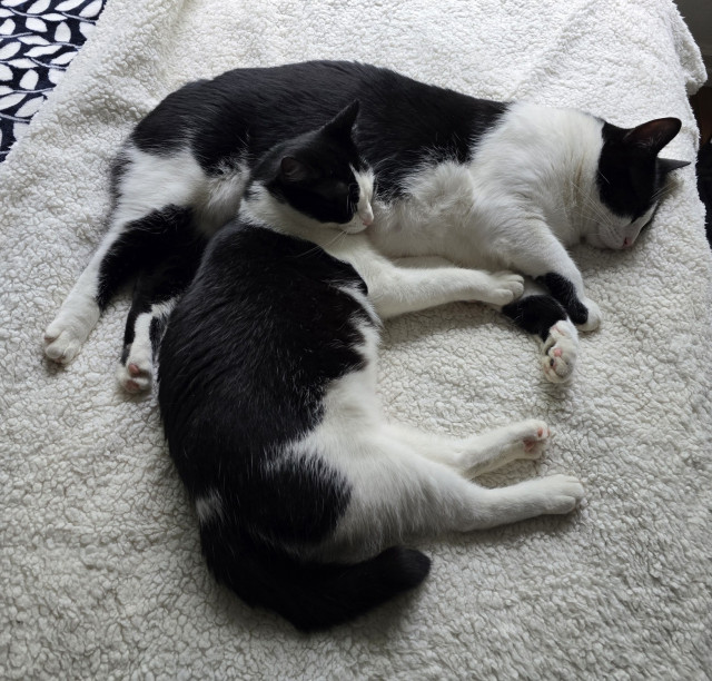 Penguin is resting her head on Mr Minx belly. They are both black and white tuxedo cats laying on a white blanket.