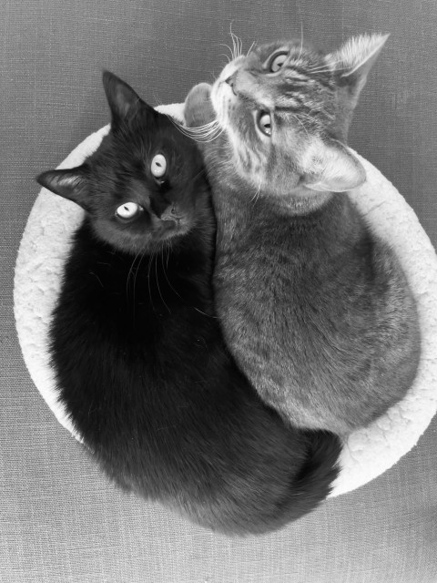 Two cats, one black and one tabby, cuddled together in a cozy bed. Black and white photo.