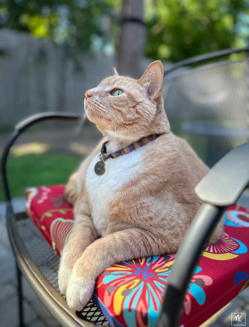Color photo of a large orange and white tabby cat sitting outdoors on a cushioned patio chair. Its head is raised, sniffing the breeze. 
