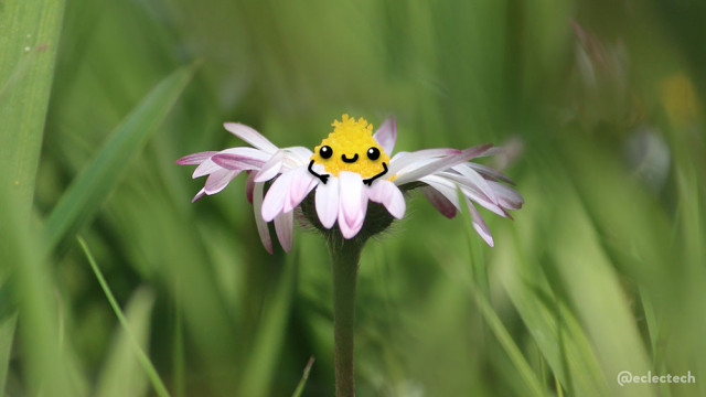 A photo of a daisy in a soft focus lawn, taken from a very low level so the daisy is viewed from the side rather than above. The petals are white with pink at the edges, and the centre is a wee yellow hump. I have drawn a sweet, smiling face on the yellow centre, with arms that rest on the petals in front.