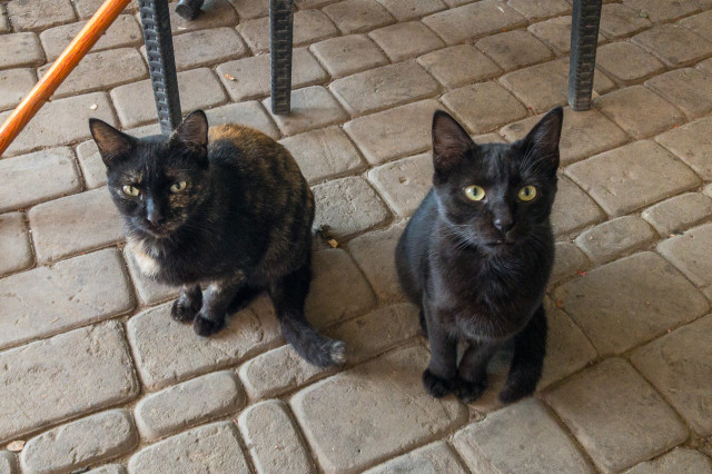 Two cats, one black, one tortoiseshell, look up expectantly. The ground beneath them is cobbled, and there are table legs and the handle of a broom visible in the background.