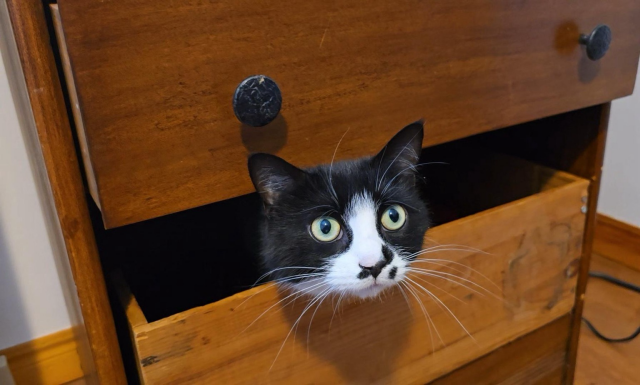Baby, a black and white cat, sticking her head out of a drawer with a surprised face. 