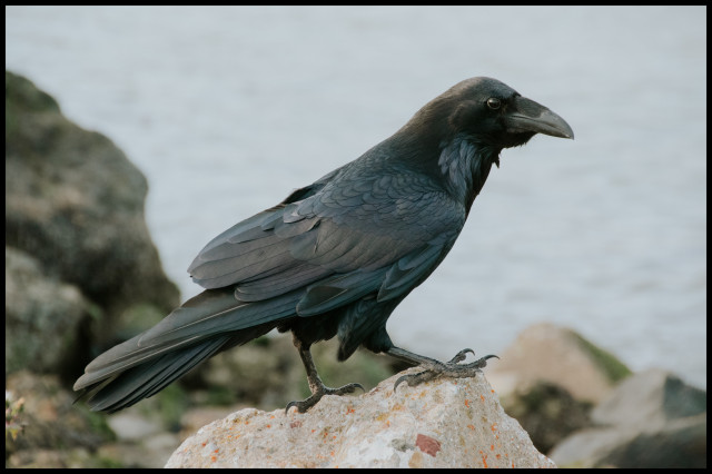 A profile shot of a meaty raven on a rock near the water at Heron's Head Park. In the bright light, the feathers show their blue tint.