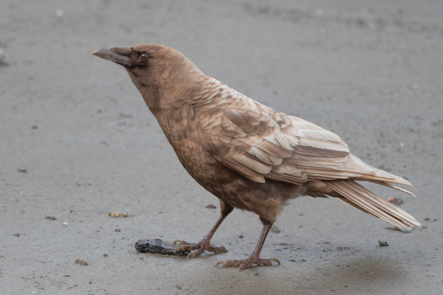 A striking light brown American crow (Corvus brachyrhynchos) known as a caramel crow stands in the sand on a Seattle beach. 

This bird carries a pigment mutation responsible for its remarkable plumage.