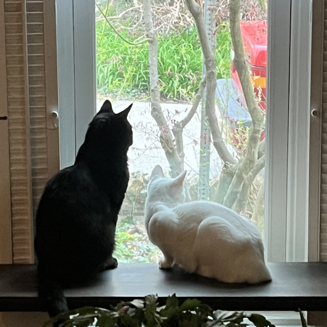 a black cat and a white cat sit on a shelf looking out a window where a tree and the rear end of a re car can be seen