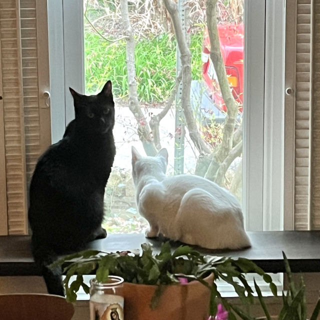 a white cat and a black cat on a shelf; the white cat continues to look out the window while the black cat turns to look in at the camera