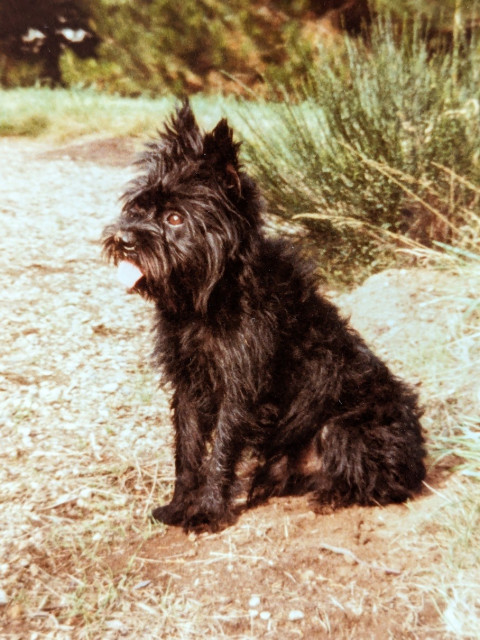 Picture from the 80's of a small black dog, terrier sized, sitting outside.
It has half long hair, all spiky around the head, a short snout and alert pointy ears. You can't see his short tail because he's sitting.
He's bleeping and overall looks like a very cute and funny little dog.