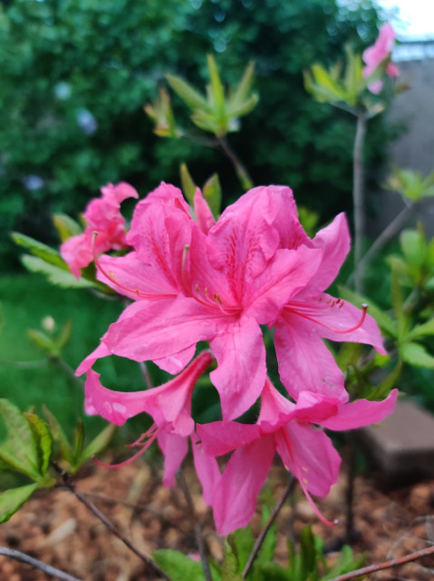 Our new pink Rhododendron is blooming! There are some goat parts buried under it... don't tell anyone.