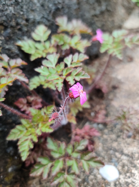 A tiny pink blossom on a flower growing in the stonework of our stairway.