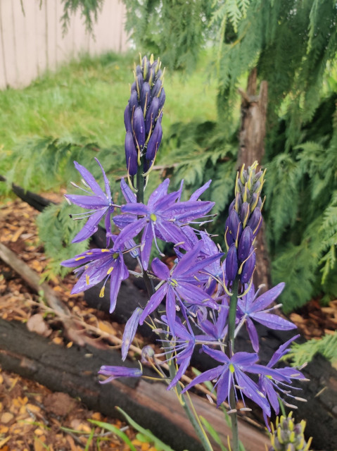I posted a pic of these Camas flowers earlier, but they keep being gorgeous.