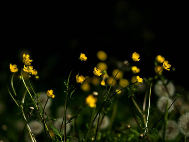 Butterblumen recken sich der Sonne entgegen.
Im Schatten dahinter Pusteblumen.