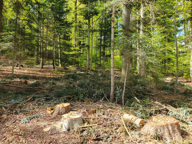Ein Abschnitt Wald wo mehrere Bäume gefällt wurden. Man sieht mehrere Baumstümpfe und es liegen etliche große abgetrennte Äste verstreut auf dem Waldboden.