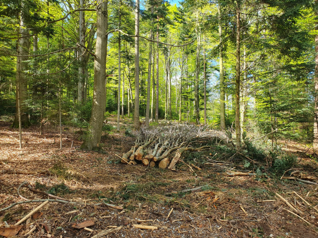 Ein Abschnitt Wald aus dem zahlreiche Bäume gefällt wurden. Das Unterholz ist komplett entfernt worden. Auf dem Waldboden sieht man nur noch Holzbruchstücke. In der Mitte sind mehrere kleine gefällte Bäume am Stück aufgestapelt. 