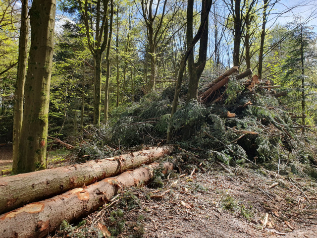 Ein Abschnitt Wald.
Am linken Bildrand liegen einige lange Baumstämme aufgestapelt. Im Hintergrund ist ein mehrere Meter hoher Stapel aufgehäufter Nadelbaumäste. 