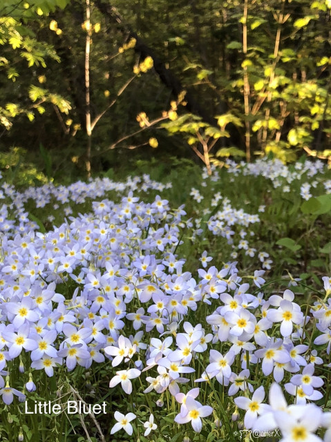 Vertical closeup of a carpet of bluet flowers low on the ground in the grassy area. Four light blue petals has white and yellow center. Really lovely.
Shrubs and trees lit in the evening sun is in the background.
May 2019.