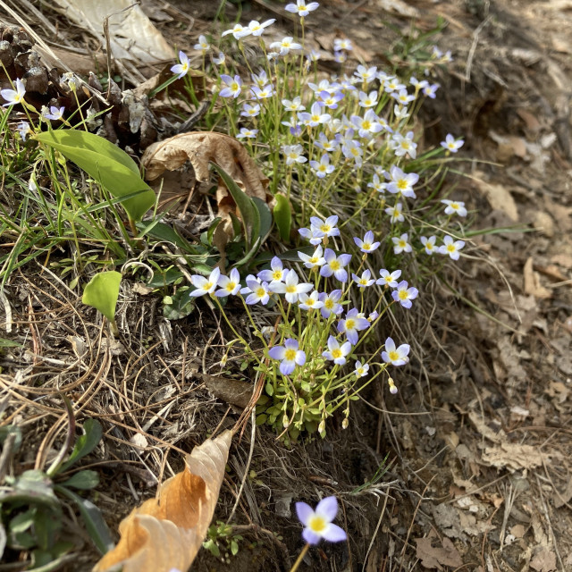 Photo of a lot of mini white flowers next to a path. They are yellow in the center and they have 4 petals each which are white and purple.