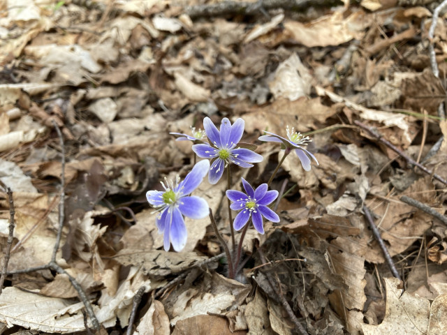 Four small blue / purple & white flowers with pointy petals on a brown leaf background