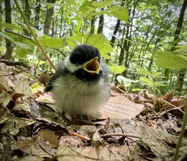 baby chickadee just on edge of hiking trail in June of 2022 with its mouth open and very fluffy