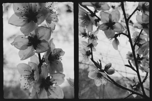 split screen – plum blossoms in black-and-white – fertile antennae coming out of the center of the flowers – translucent film of the petals against a bright sky – the hint of powerlines lies behind it all