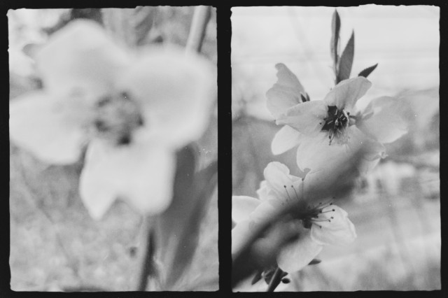split screen – blurry and then focused views of a plum blossom in black-and-white – the blurry side looking like a ghoul dinosaur about to spit venomous saliva – the focused side like a demure pansy from Alice in Wonderland – hiding behind a blurry stem obstructing our view from the foreground