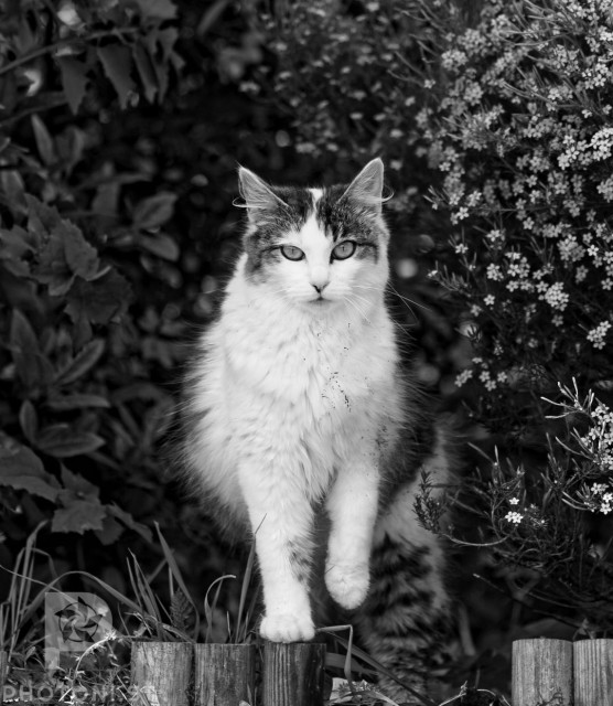 A long haired white and grey cat. Monochrome.