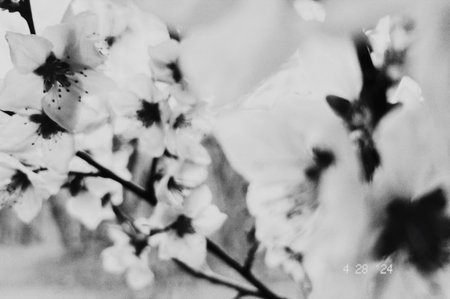 just jubilation – a wedding chorus of white flowers – their petals dancing – a touch of detail in the root of one flower – Black dots and stems – dramatic monochrome in this simulation of a Ricoh GR