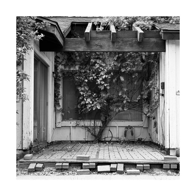 This black and white image depicts a quaint and slightly overgrown alcove of a building. A climbing plant with broad leaves has enveloped much of the space, growing over a trellis above a pair of windows and spreading onto the surrounding walls. The structure has a rustic charm, with wood siding and a shingled roof overhang that features an empty planter box. Below, a brick path leads up to the threshold. The composition and monochromatic tones highlight the textures and patterns of the architecture and vegetation, creating a serene and somewhat neglected scene.