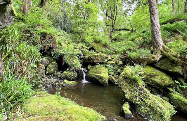 A verdant forest landscape, with many green trees, shrubs, ferns, and mosses surrounding a stream that tumbles down a hill before splashing into a small pool.