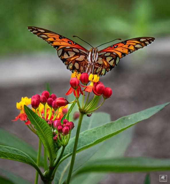 Color photo of a butterfly with orange and white speckled wings with black edges. The butterfly is standing and feeding on a cluster of red, yellow, and orange colored milkweed blossoms. 