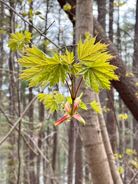 Deciduous trees are waking up everywhere in the coastal northeast of the United States and I find the buds and new leaves so beautiful against the gray landscape of tree trunks.
Such as this maple sapling, opening her new leaves on the new branch, they’re tender, almost translucent, chartreuse  with a hint of blush on the edges, and still not fully stretched out. Oh, and there’s a small, red cruciferousflower-like budding-leaf-cover at the base of this new branch.
The background is the tall evergreen forest in the distance, out of focus, all trunks are going straight up. Right behind this maple sapling, there’s a dark brown, left-leaning trunk of some tree at the top right corner. The cloudy pale evening sky beyond the evergreens.
