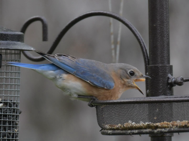 Female bluebird eating mealworm 