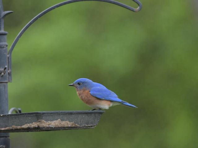 Male bluebird 