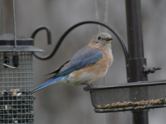 Female bluebird 