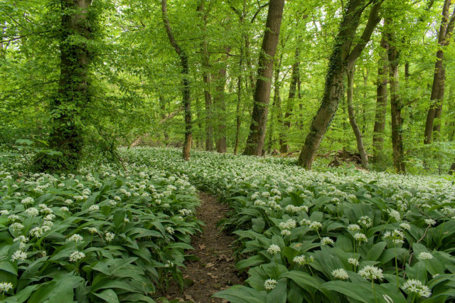 View into a vibrant green springtime hardwood forest of mostly beeches and oaks. The floor left and right of a small foot path is covered entirely in white flowering wild garlic.