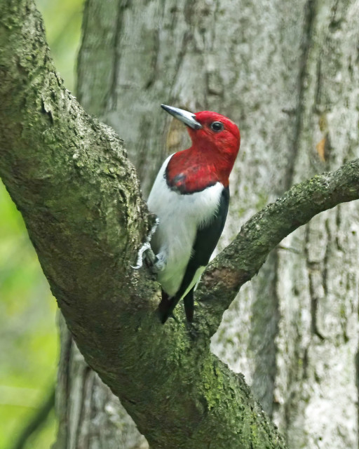 This bird has a completed red head and neck, a white chest and belly and black and white wings. It is a red headed woodpecker. You can't tell the male and female apart by looking. It's several years old, as it takes awhile to get a completely red head. It prefers the shelled peanuts.