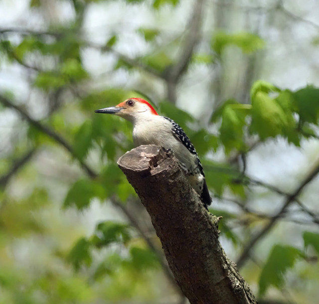 This woodpecker has a reddish-orange stripe on its head and neck, a cream colored face, neck, chest and belly with an orangish blotch on its belly and black and white polka dotted wings. This is a male red bellied woodpecker. They are at the suet feeders constantly throughout the day.